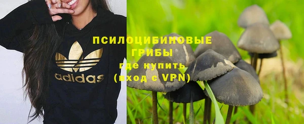 стаф Алзамай
